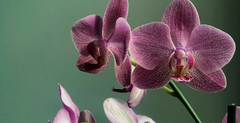 Une orchidée violette